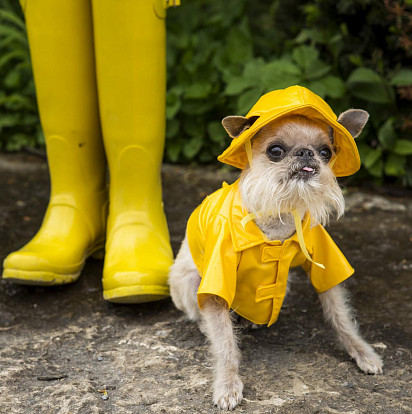 Ready for a walk in the rain