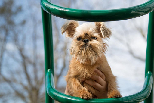 Beige Brussels Griffon