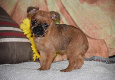 Brussels Griffon