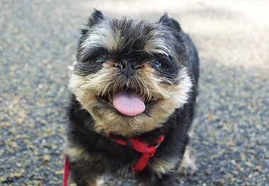 Brussels Griffon