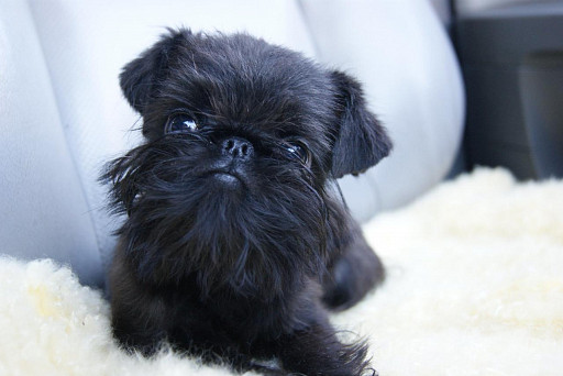 Black Brussels Griffon