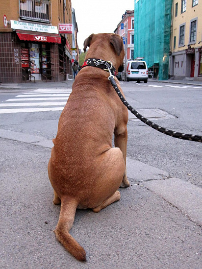 Bullmastiff from the back