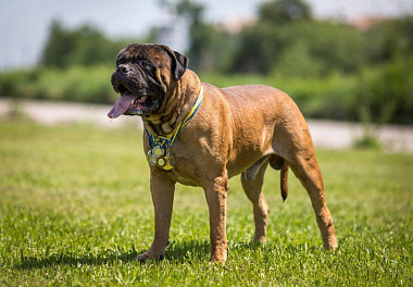 Bullmastiff