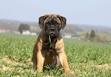 Bullmastiff