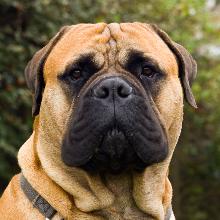 Bullmastiff