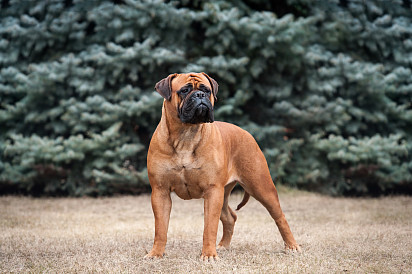 Bullmastiff is a dog with good health