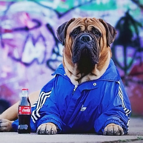 Bullmastiff