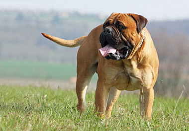 Bullmastiff