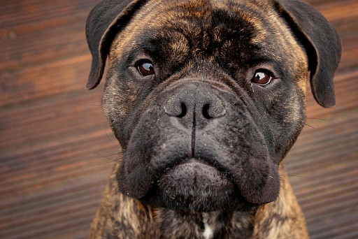 Bullmastiff Muzzle