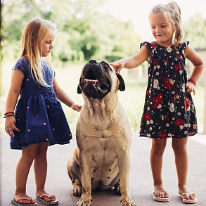 Bullmastiff