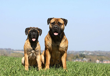 Bullmastiff