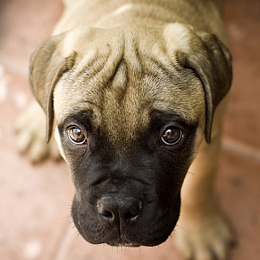 Bullmastiff