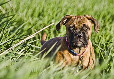 Bullmastiff