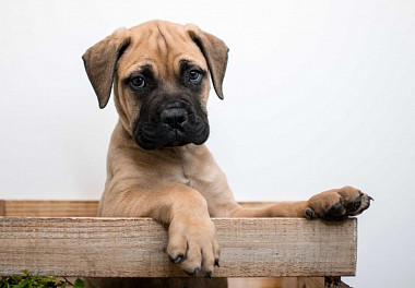 Bullmastiff