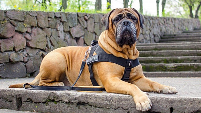 Bullmastiff on guard