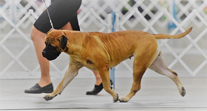 Bullmastiff on display