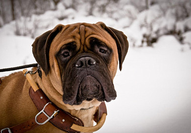 Bullmastiff