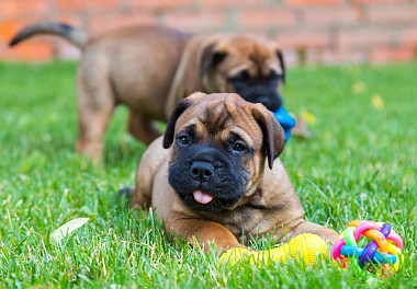 Bullmastiff