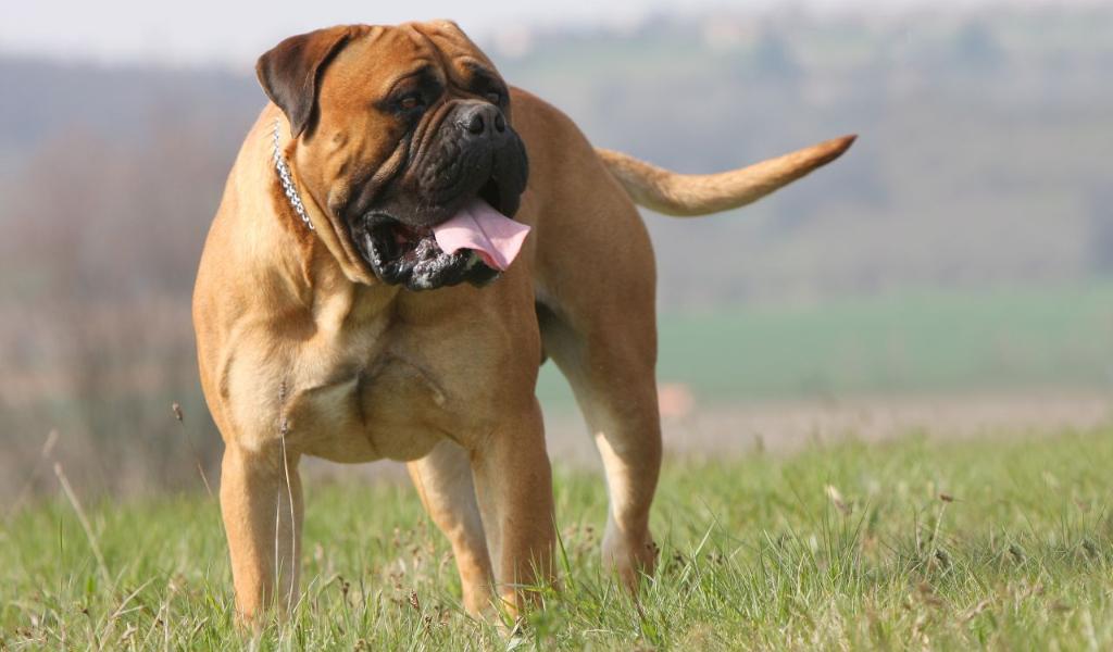 Bullmastiff