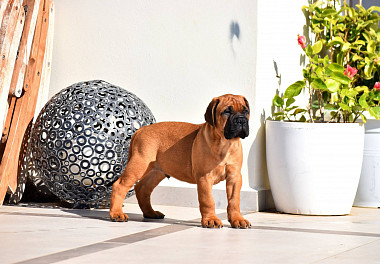 Bullmastiff