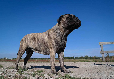 Bullmastiff