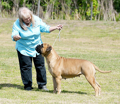 Bullmastiff puppies photo