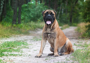 Bullmastiff