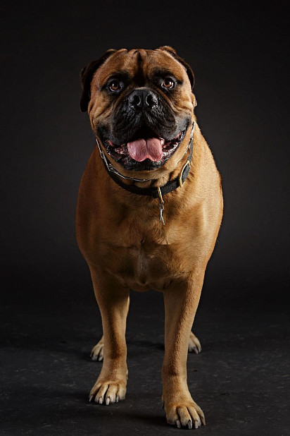 Bullmastiff