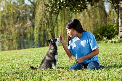 Alaskan kli kai with baby