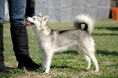 Alaskan Kli-Kai at dog show