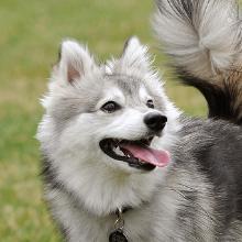 Alaskan kli-kai (mini husky)