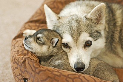 Clicky puppy under mom's protection