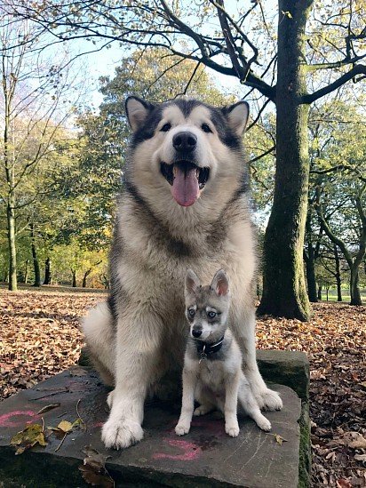 Alaskan Malamute and Alaskan Kli-Kai