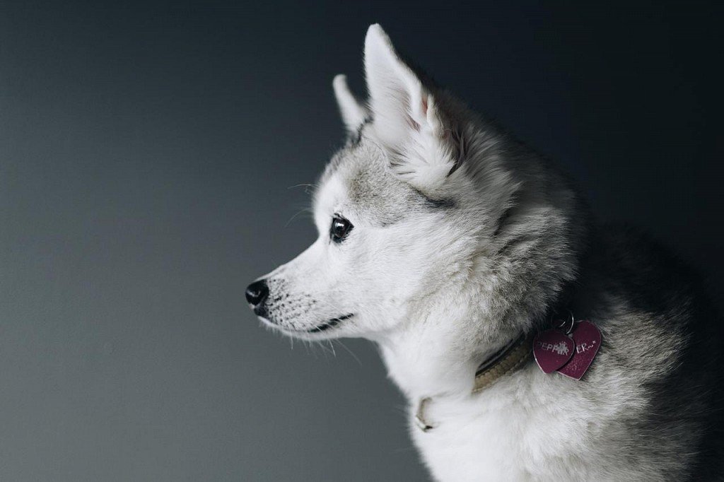 Alaskan Kli-kai Muzzle