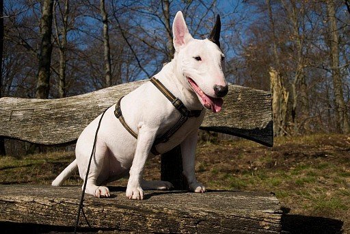 Bull Terrier