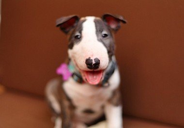 Bull Terrier