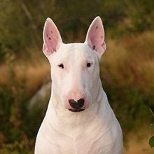 Bull Terrier