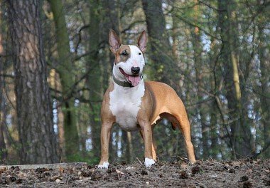 Bull Terrier