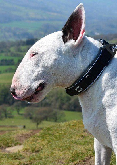 Bull Terrier muzzle