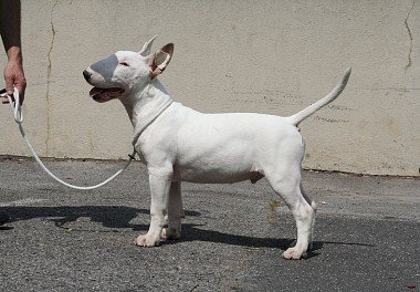 Bull Terrier