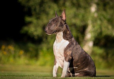 Bull Terrier