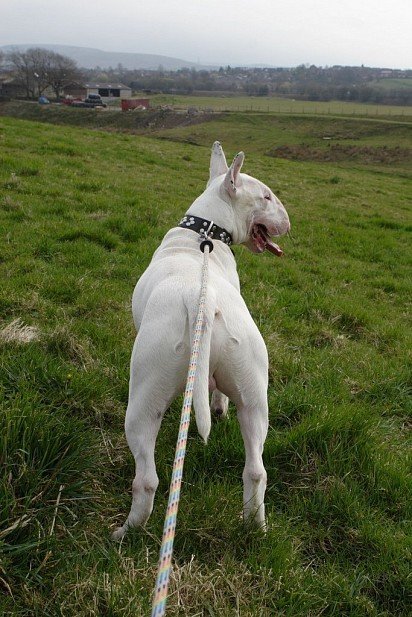 Bull Terrier on a walk