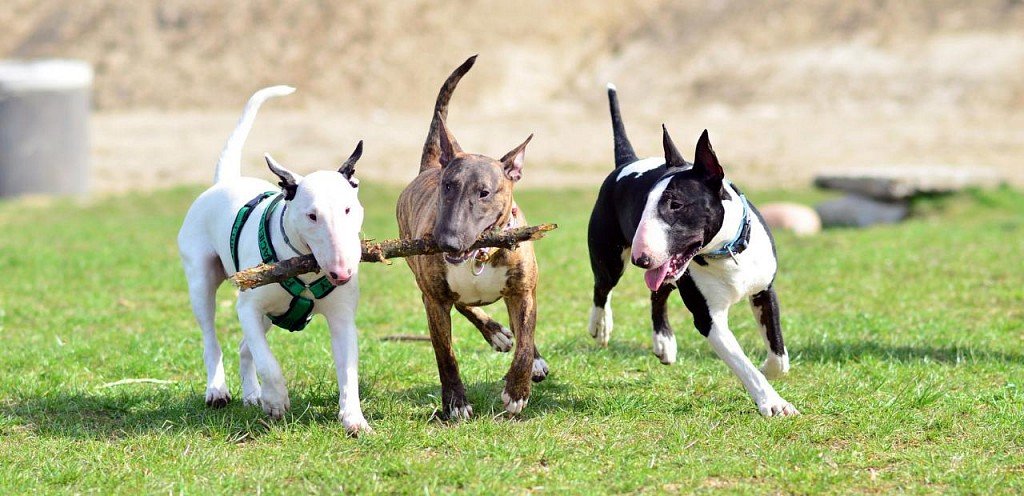 Bull Terrier