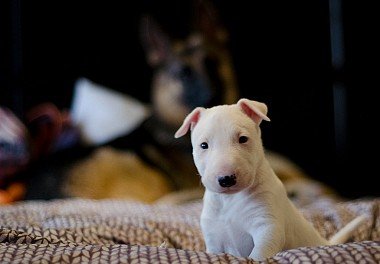 Bull Terrier