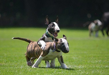 Bull Terrier