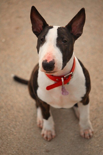 Bull Terrier