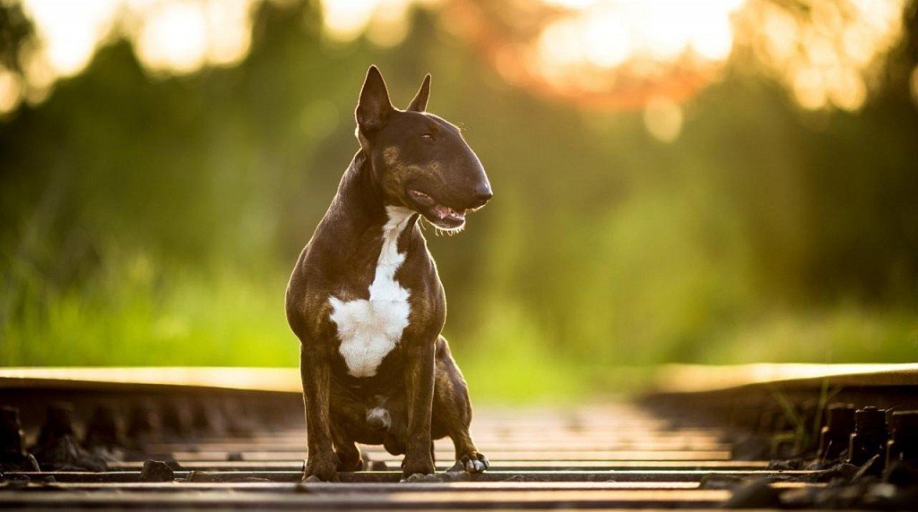 Bull Terrier