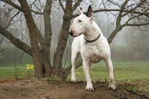 Bull Terrier