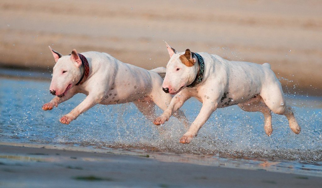 Bull Terrier