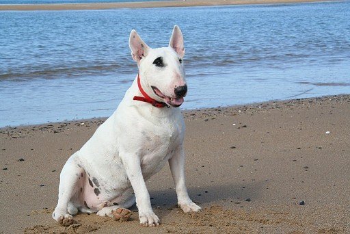 Bull Terrier